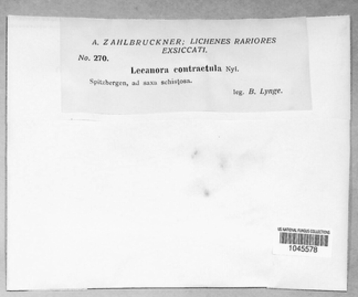 Polyozosia contractula image